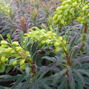 Euphorbia characias subsp. wulfenii 'Purple and Gold' - Euphorbe