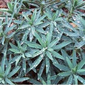 Euphorbia characias 'Blue Wonder', Euphorbe