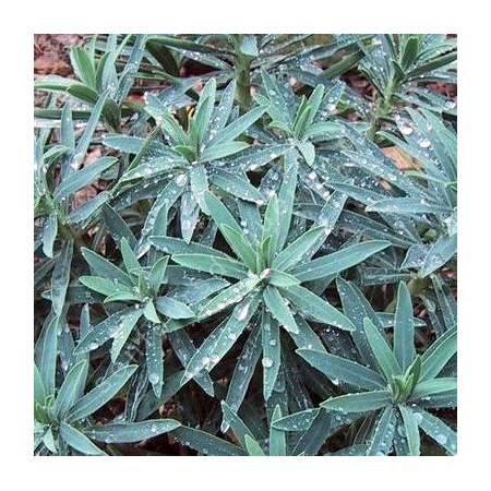 Euphorbia characias 'Blue Wonder', Euphorbe