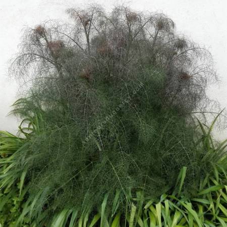 Foeniculum vulgare 'Purpureum' - Fenouil bronze