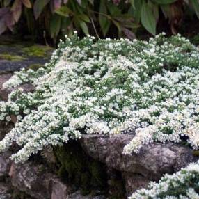 Aster ericoides f. prostratus - Aster prostré