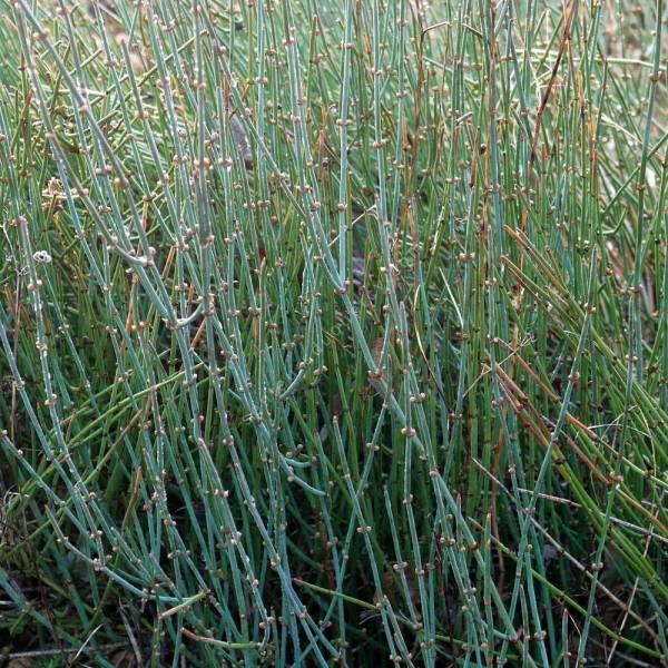 Ephedra gerardiana var. sikkimensis - Ephédra de l'Himalaya