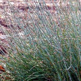 Ephedra gerardiana var. sikkimensis - Ephédra de l'Himalaya