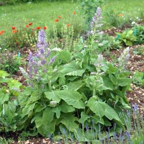 touffe de Salvia sclarea - Sauge sclarée