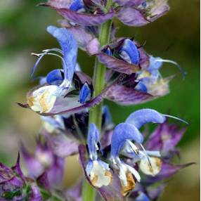 fleur de Salvia sclarea - Sauge sclarée