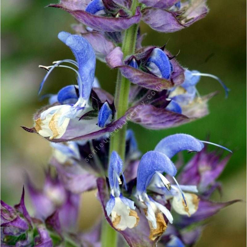 fleur de Salvia sclarea - Sauge sclarée