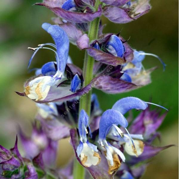 fleur de Salvia sclarea - Sauge sclarée