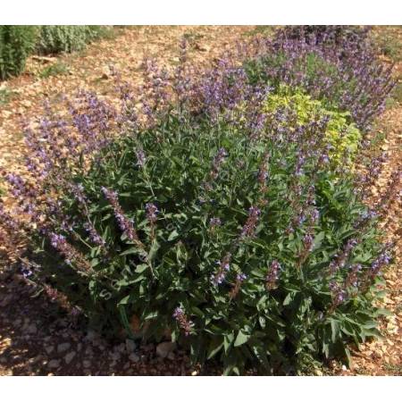 Salvia officinalis 'Wurzburg' - Sauge officinale géante