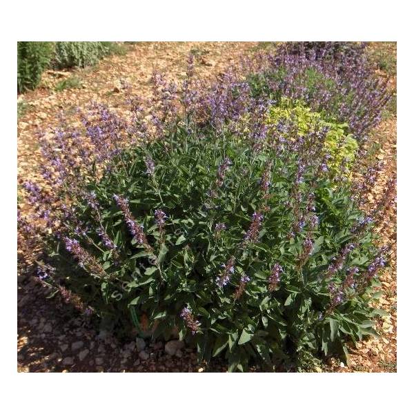 Salvia officinalis 'Wurzburg' - Sauge officinale géante