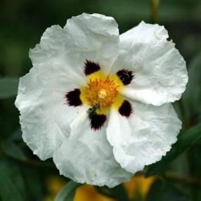 Cistus x cyprius, Ciste de Chypre