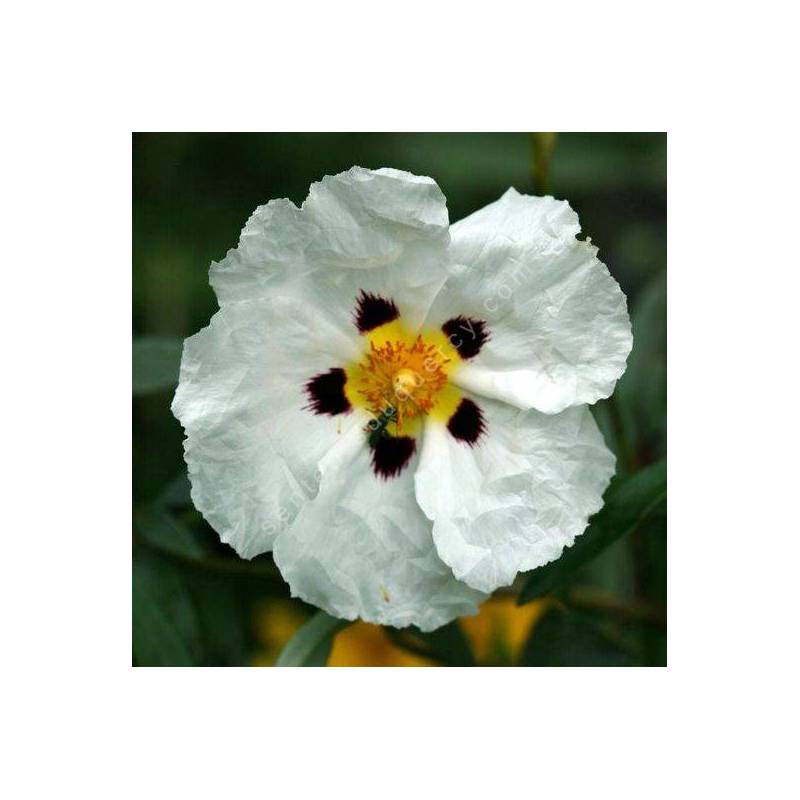 Cistus x cyprius, Ciste de Chypre
