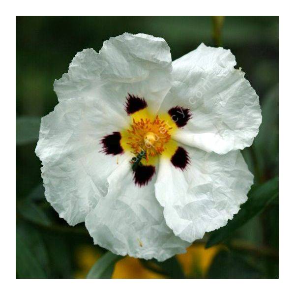 Cistus x cyprius