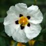 Cistus x cyprius, Ciste de Chypre