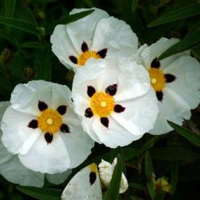 Cistus x cyprius, Ciste de Chypre