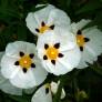 Cistus x cyprius, Ciste de Chypre
