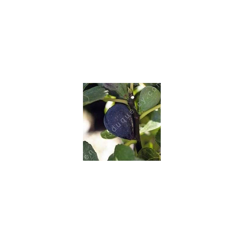 Figuier 'Noire de Caromb' - Ficus carica noir