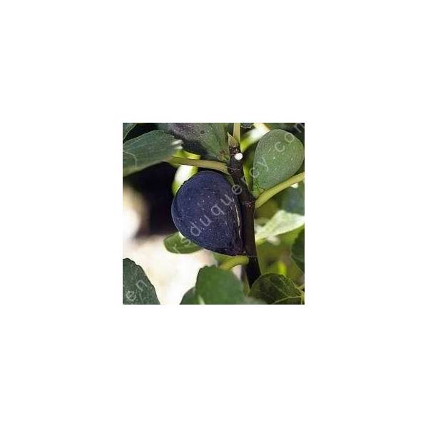 Figuier 'Noire de Caromb' - Ficus carica noir
