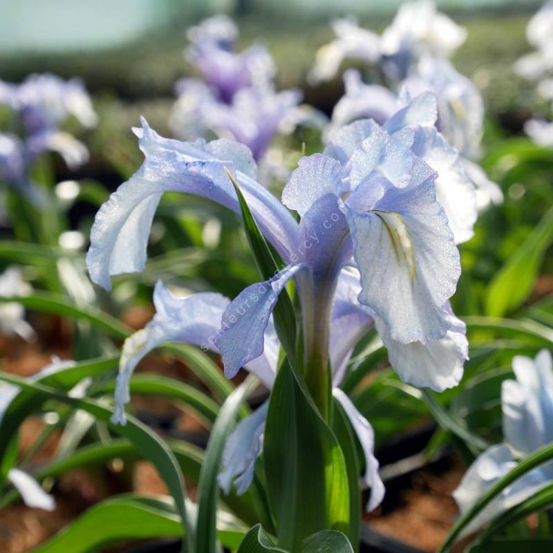 Iris aucheri