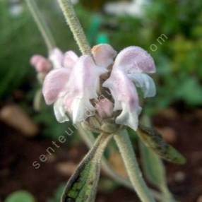 Phlomis purpurea subsp. almeriensis - Sauge de Jérusalem pourpre d'Almeria