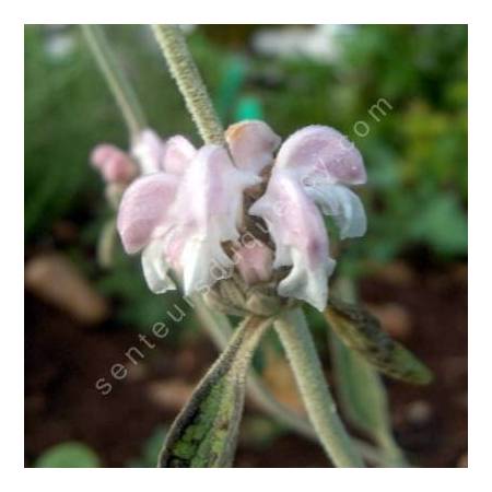 Phlomis purpurea subsp. almeriensis - Sauge de Jérusalem pourpre d'Almeria