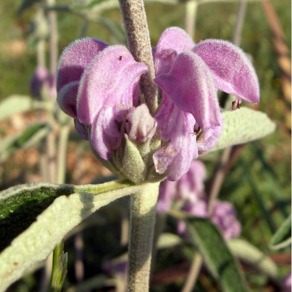 Phlomis purpurea