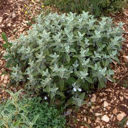 Phlomis 'Tramuntana'