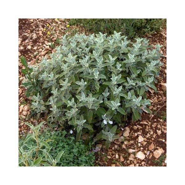 Phlomis 'Tramuntana' Phlomis 'Tramuntana'