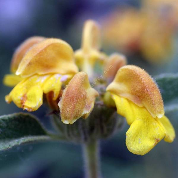 Phlomis x termesii Phlomis x termesii
