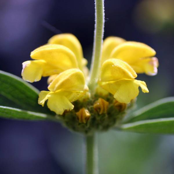 Phlomis monocephala - Sauge de Jérusalem