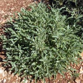 Phlomis monocephala - Sauge de Jérusalem