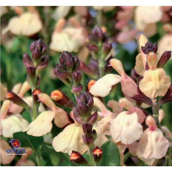 Sauge arbustive à fleurs jaunes à reflets roses Salvia 'Melen' — free download