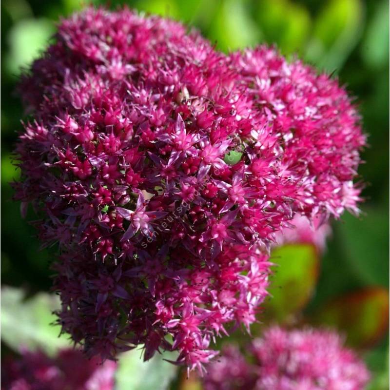 Sedum spectabile 'Carmen' - Grand Orpin