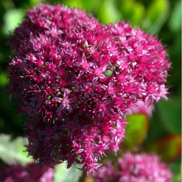 Sedum spectabile 'Carmen' - Grand Orpin Sedum spectabile 'Carmen' - Grand Orpin