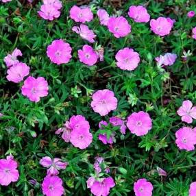 Geranium sanguineum 'Ankum's Pride', Géranium sanguin