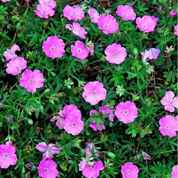 Geranium sanguineum 'Ankum's Pride', Géranium sanguin