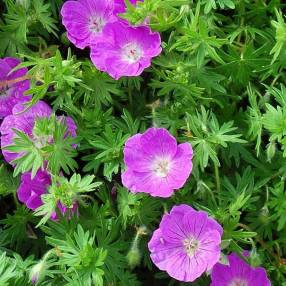 Geranium sanguineum 'Elsbeth', Géranium sanguin