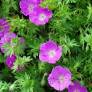 Geranium sanguineum 'Elsbeth', Géranium sanguin