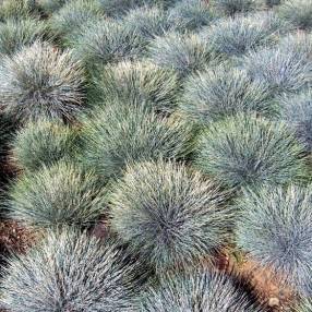 Festuca glauca 'Blue Select', Fétuque bleue