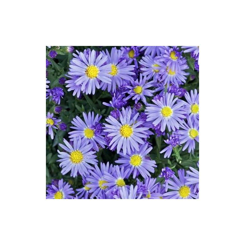 Aster dumosus 'Lady in Blue', Aster nain bleu