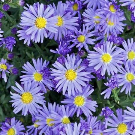 Aster dumosus 'Lady in Blue', Aster nain bleu