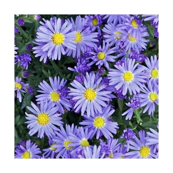 Aster dumosus 'Lady in Blue', Aster nain bleu
