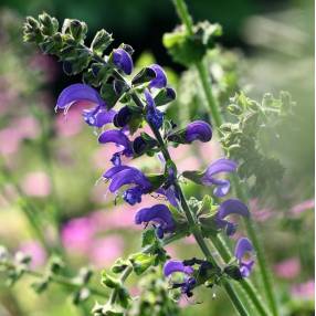 Salvia pratensis 'Twilight Serenade' - Sauge des prés bleu foncé