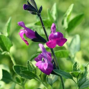 Fleur de Salvia 'Artic Blaze' Purple