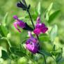 Fleur de Salvia 'Artic Blaze' Purple