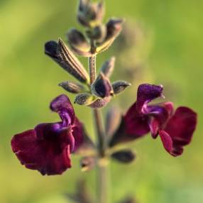 Fleur de Salvia 'Papillon de Nuit' - Sauge arbustive violet