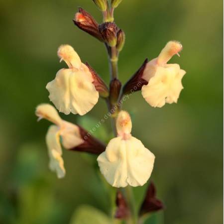 Fleur de Salvia 'Melen' - Sauge arbustive jaune