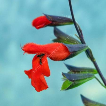 Sauge à feuilles ciliées - Salvia blepharophylla