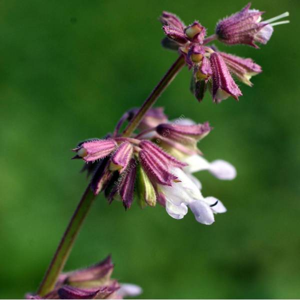 fleur de Salvia napifolia - Sauge verticillée