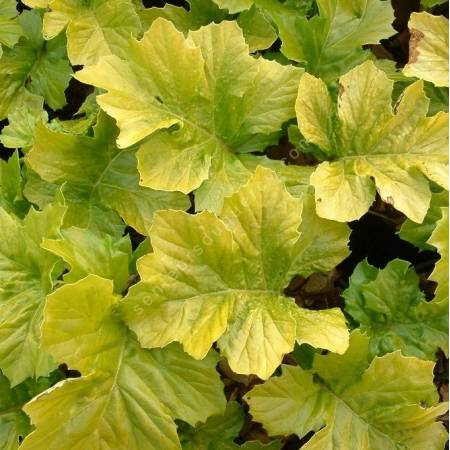 Acanthus mollis 'Hollards Gold' - Acanthe dorée