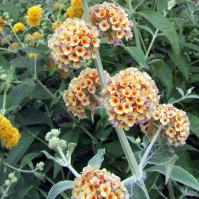 Buddleja x weyeriana 'Moonlight' - Arbre aux papillons jaune